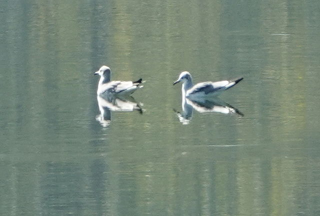 Laughing Gull