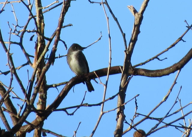 Olive-sided Flycatcher