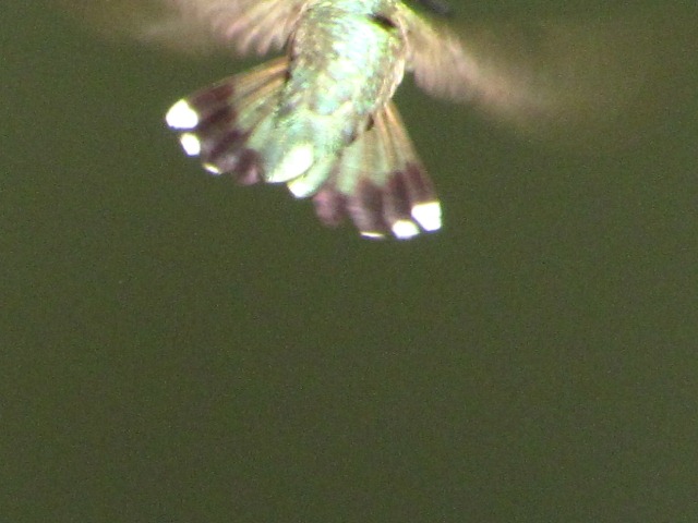 Black-chinned Hummingbird
