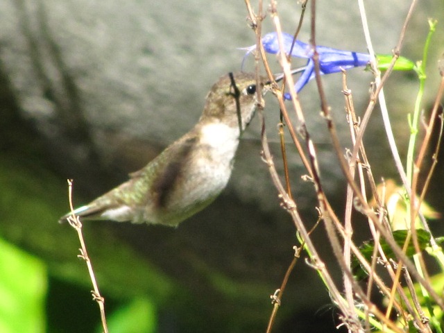 Black-chinned Hummingbird