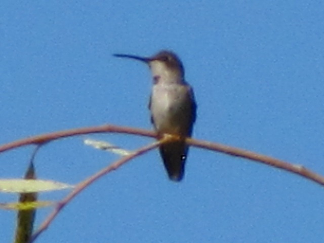 Black-chinned Hummingbird