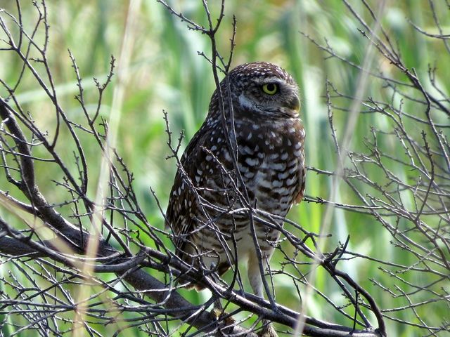 Burrowing Owl