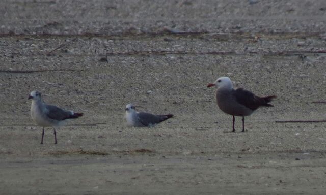 Heermann's Gull