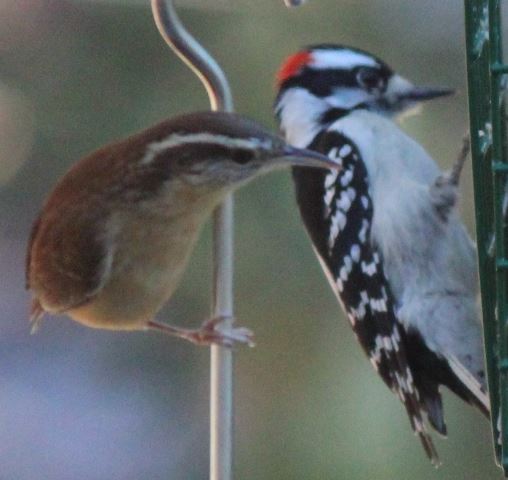 Downy Woodpecker and Carolina Wren