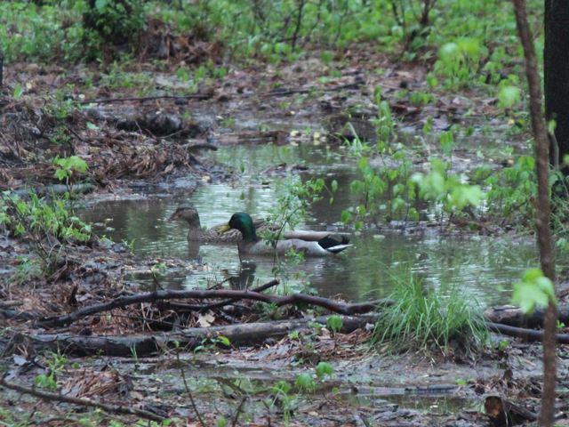 Mallard