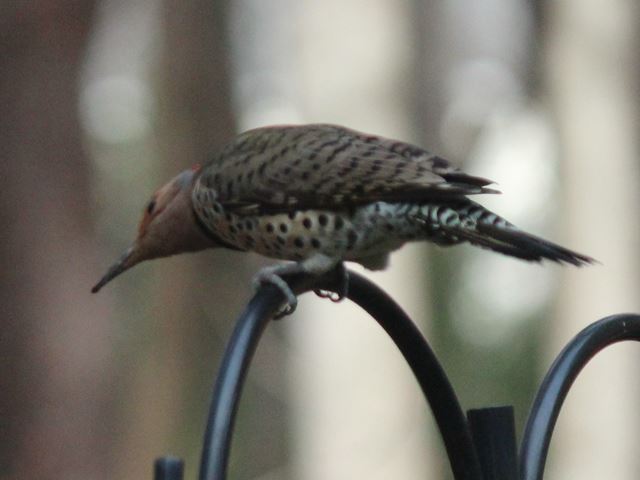 Northern Flicker