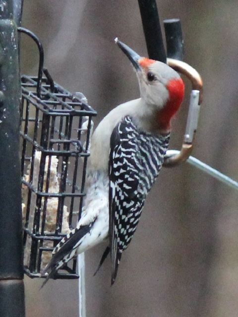 Red-bellied Woodpecker