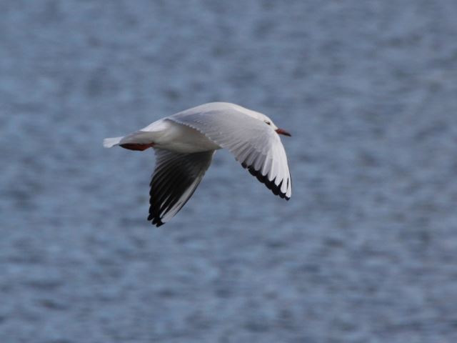 Black-headed Gull