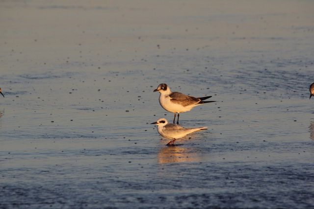 Franklin's Gull