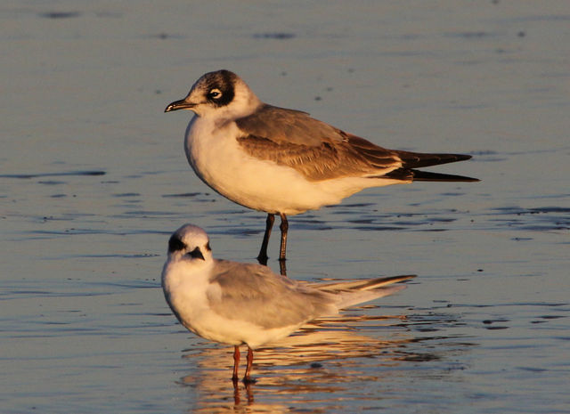 Franklin's Gull