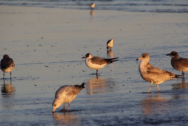 Franklin's Gull