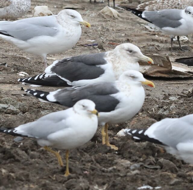 Slaty-backed Gull