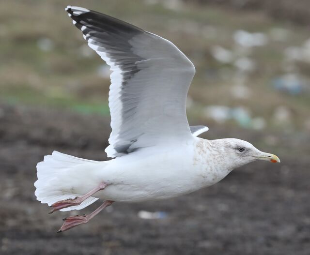 Slaty-backed Gull