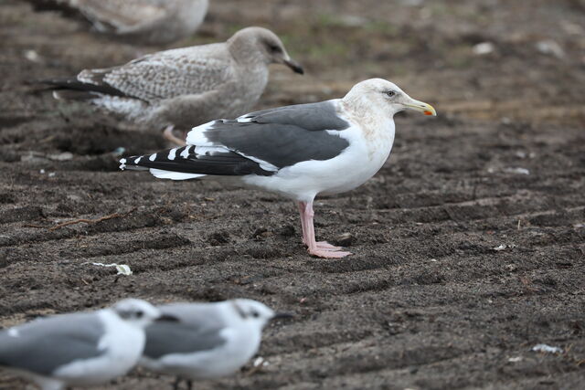 Slaty-backed Gull