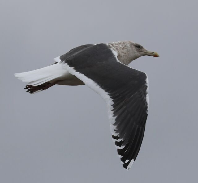 Slaty-backed Gull