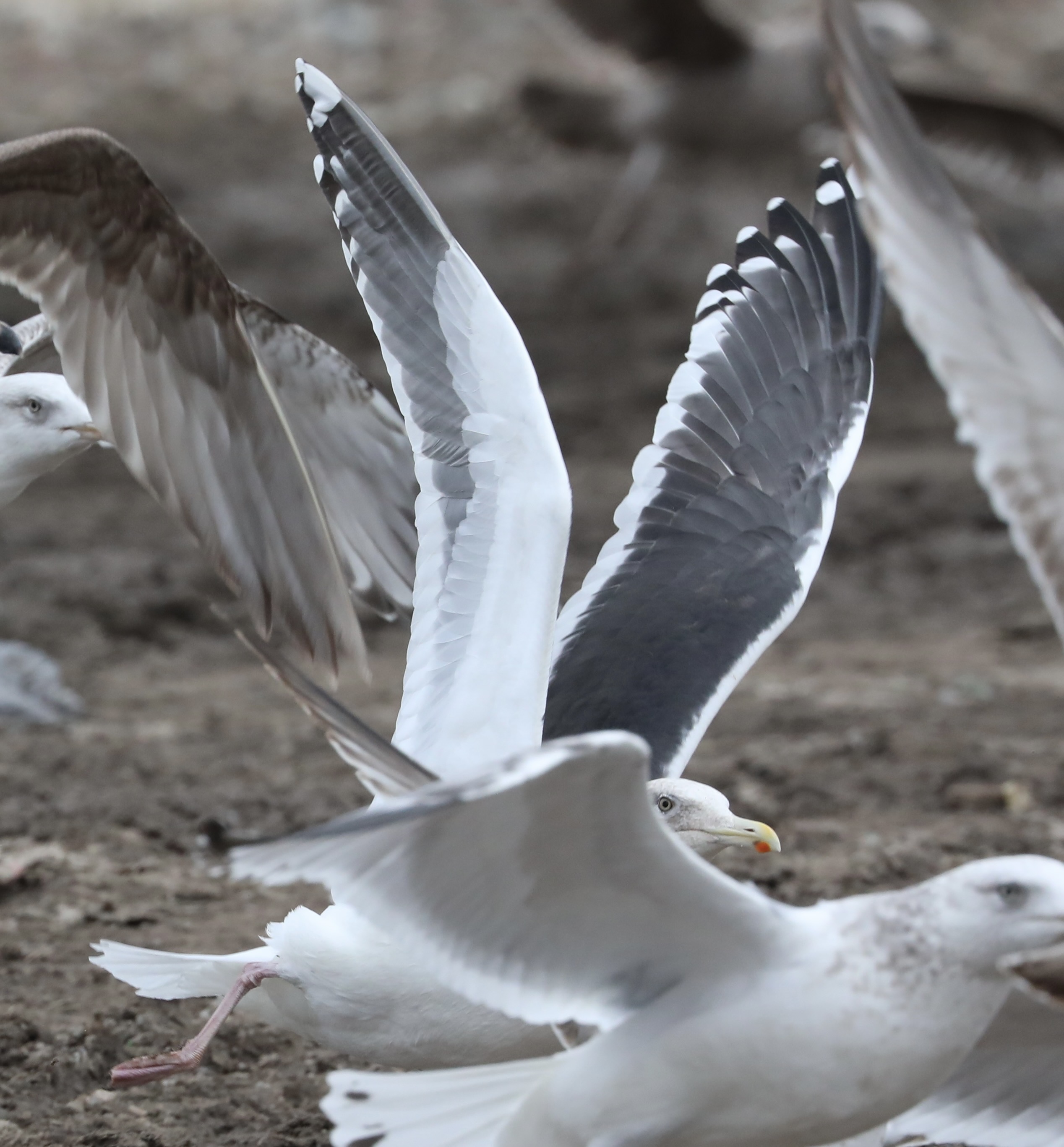 Slaty-backed Gull