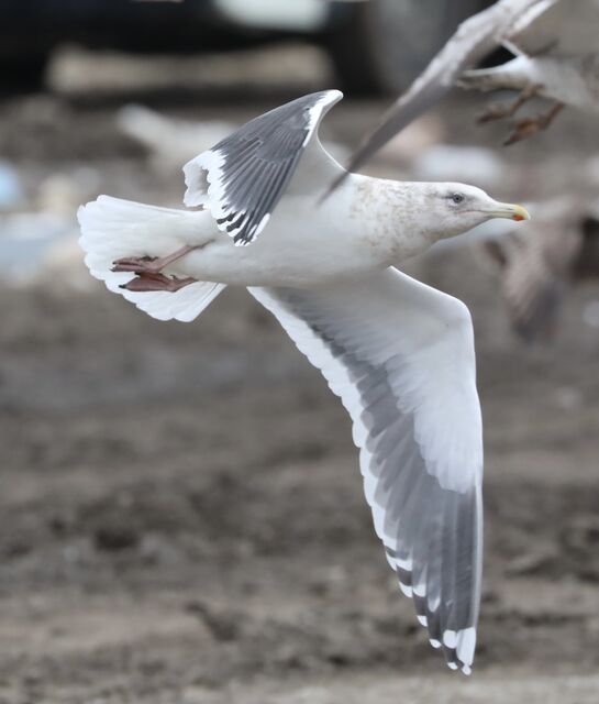 Slaty-backed Gull