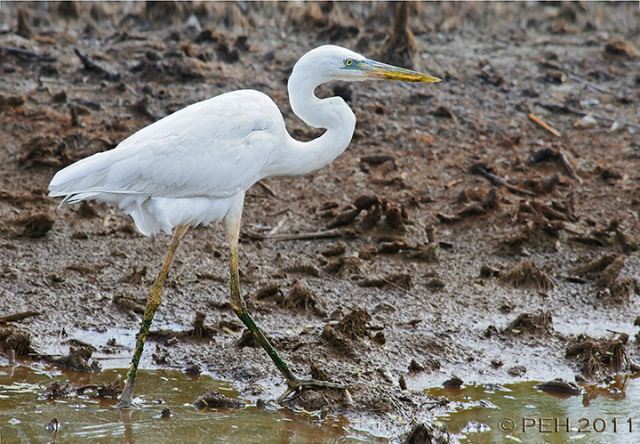 Great Blue Heron (White form)