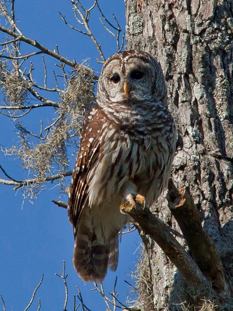 barred owl barred owl