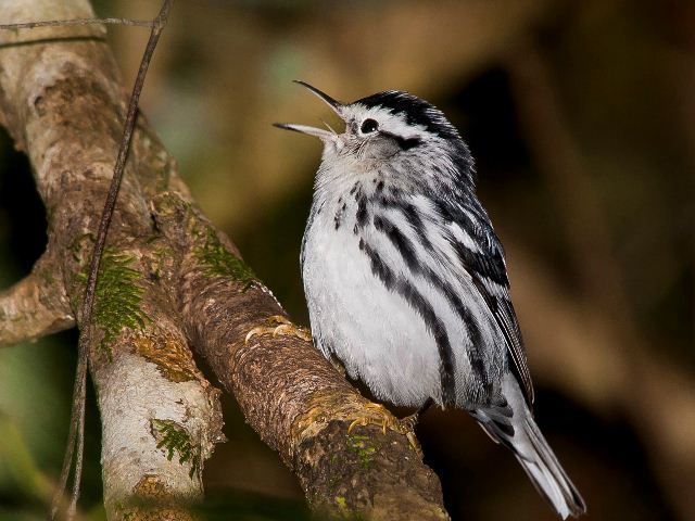Black-and-white Warbler