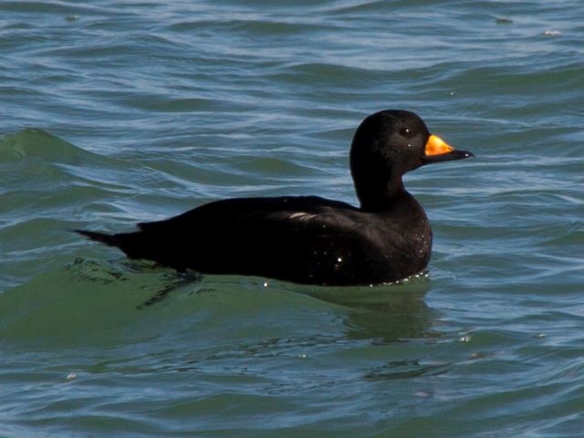 Black Scoter