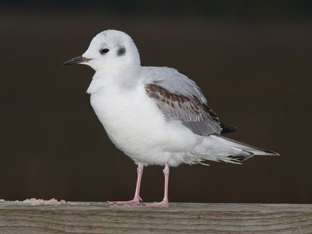 Bonaparte's Gull