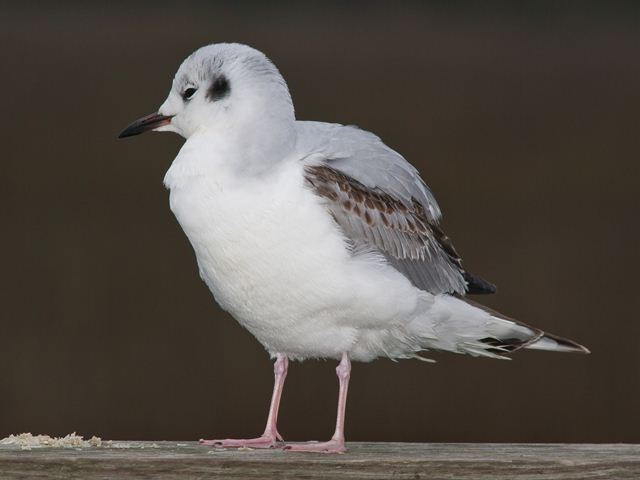 Bonaparte's Gull