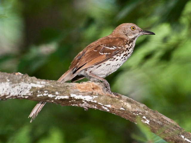 Brown Thrasher