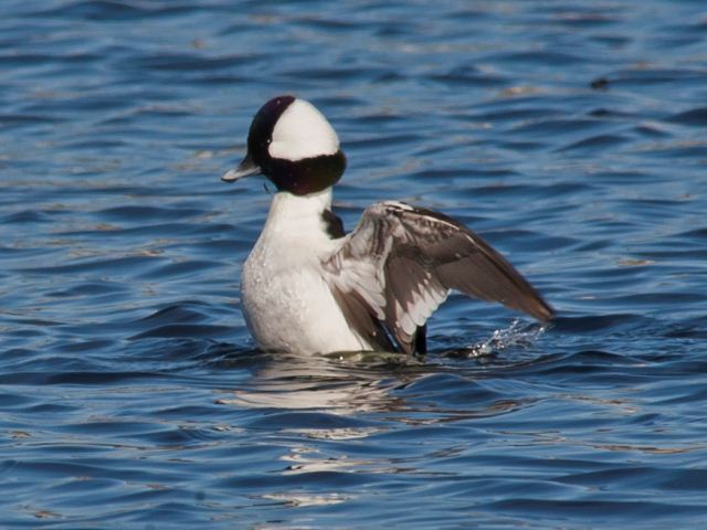 Bufflehead