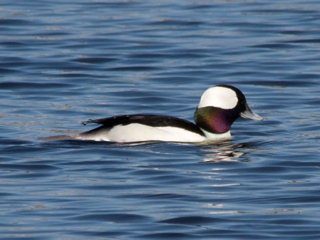 Bufflehead