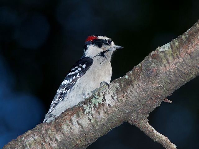 Downy Woodpecker