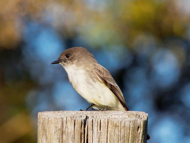 Eastern Phoebe