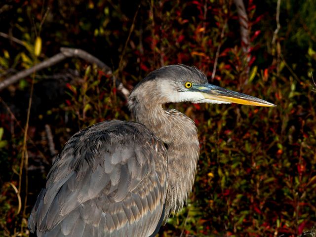 Great Blue Heron