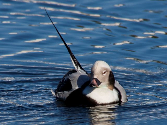 Long-tailed Duck