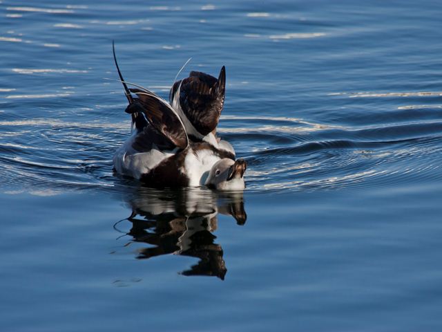 Long-tailed Duck