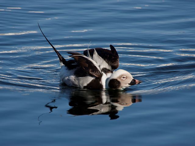 Long-tailed Duck