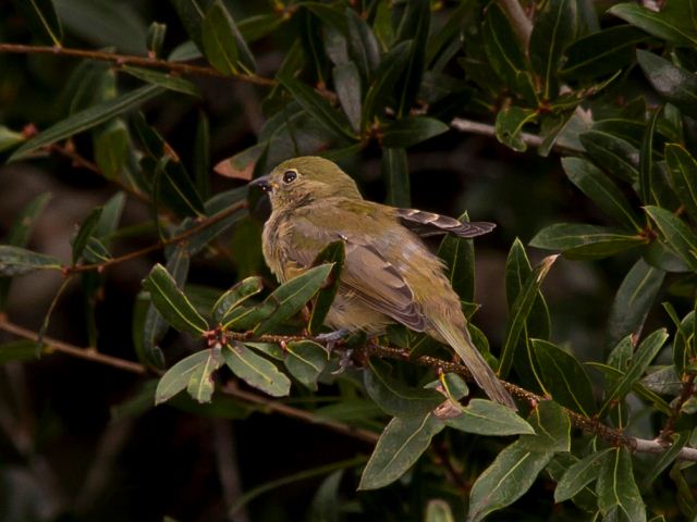 Painted Bunting