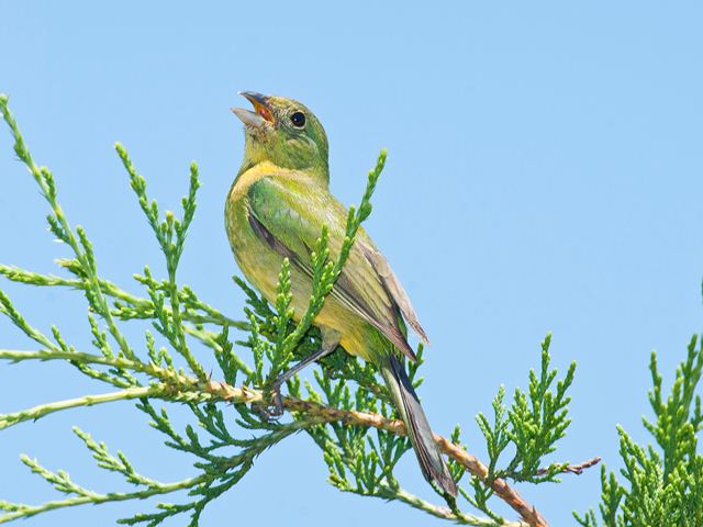 painted bunting painted bunting