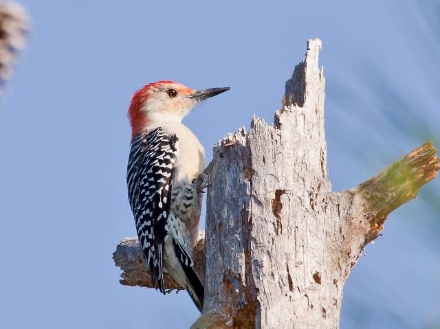 Red-bellied Woodpecker