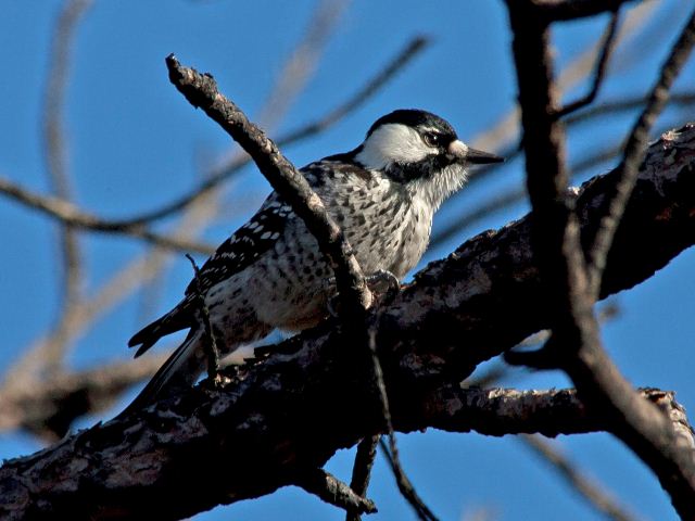 Red-cockaded Woodpecker