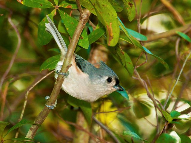 Tufted Titmouse