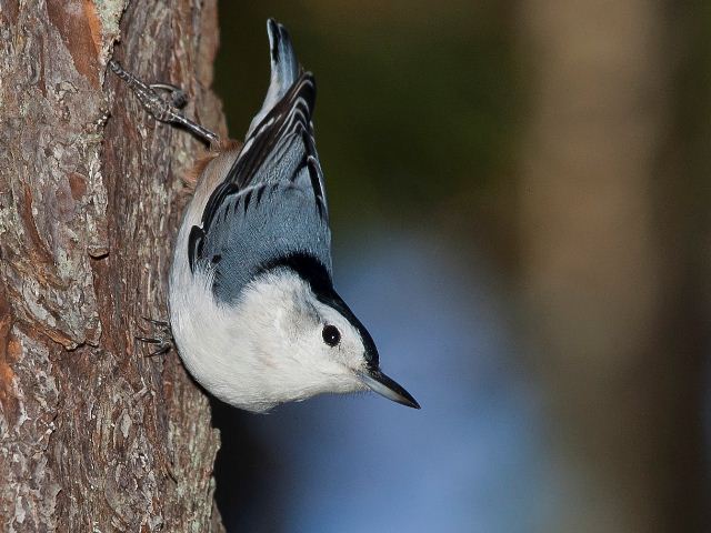 White-breasted Nuthatch
