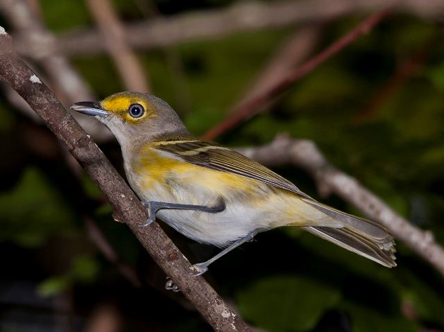White-eyed Vireo