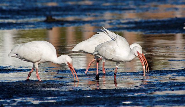White Ibis