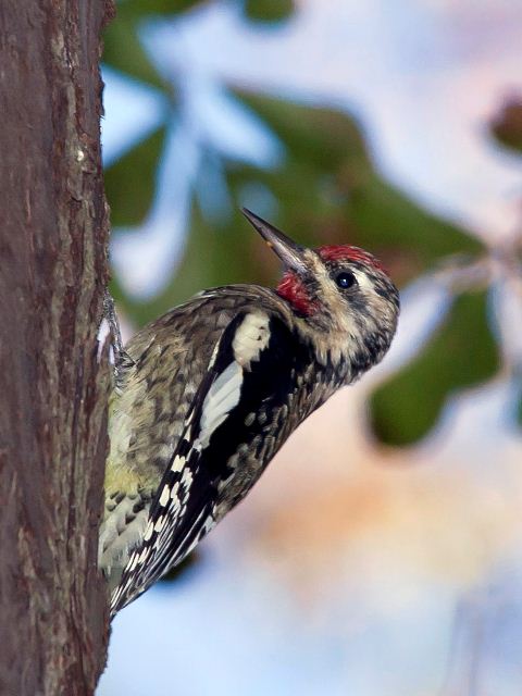 Yellow-bellied Sapsucker