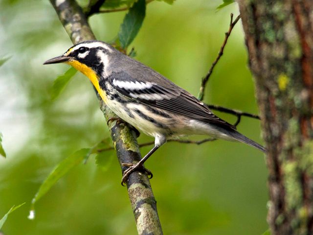 Yellow-throated Warbler