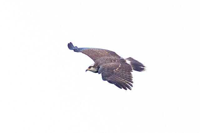 Snail Kite