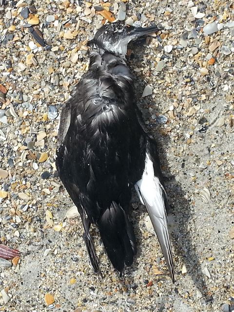 Manx Shearwater,