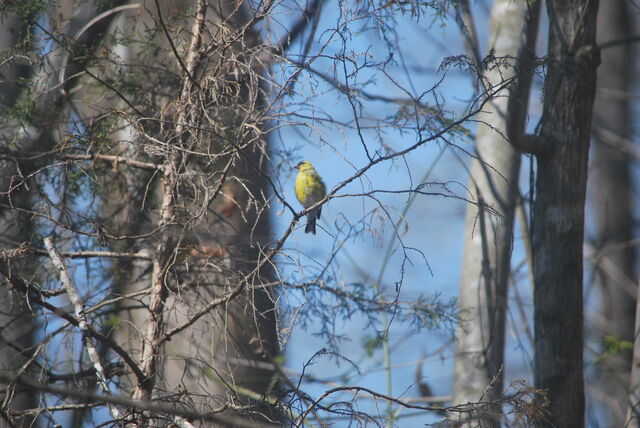 American Goldfinch