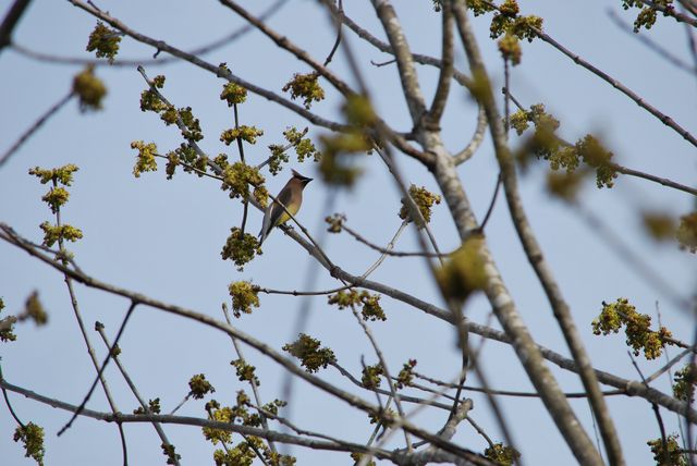 Cedar Waxwing